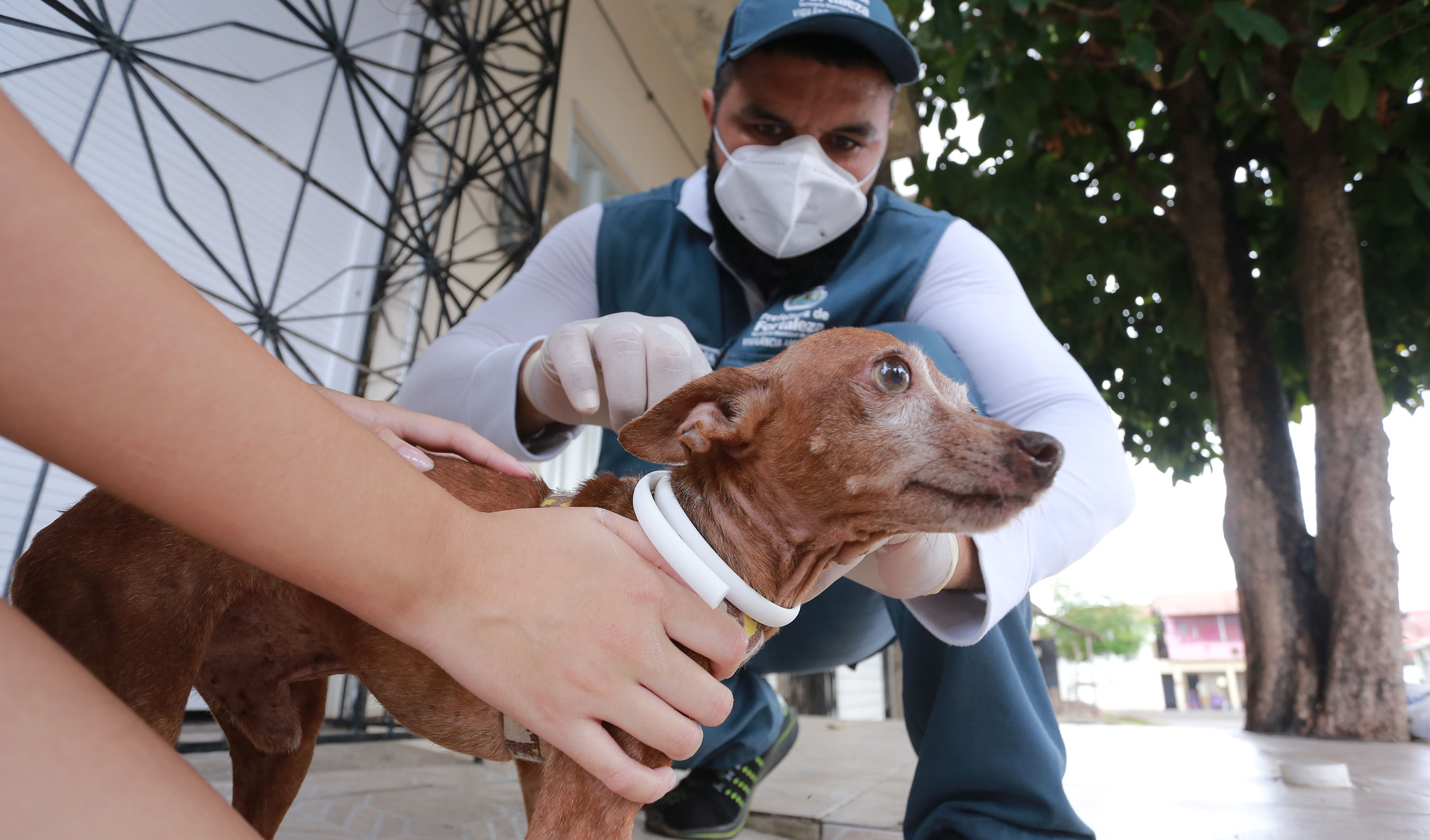 agente de saúde colocando coleira num cachorro